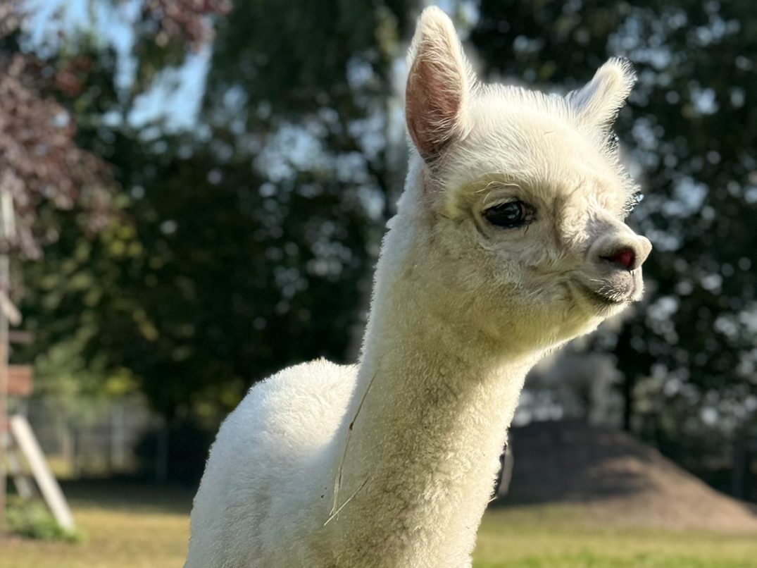 Alpaka Patenschaft als Geburtstagsgeschenk