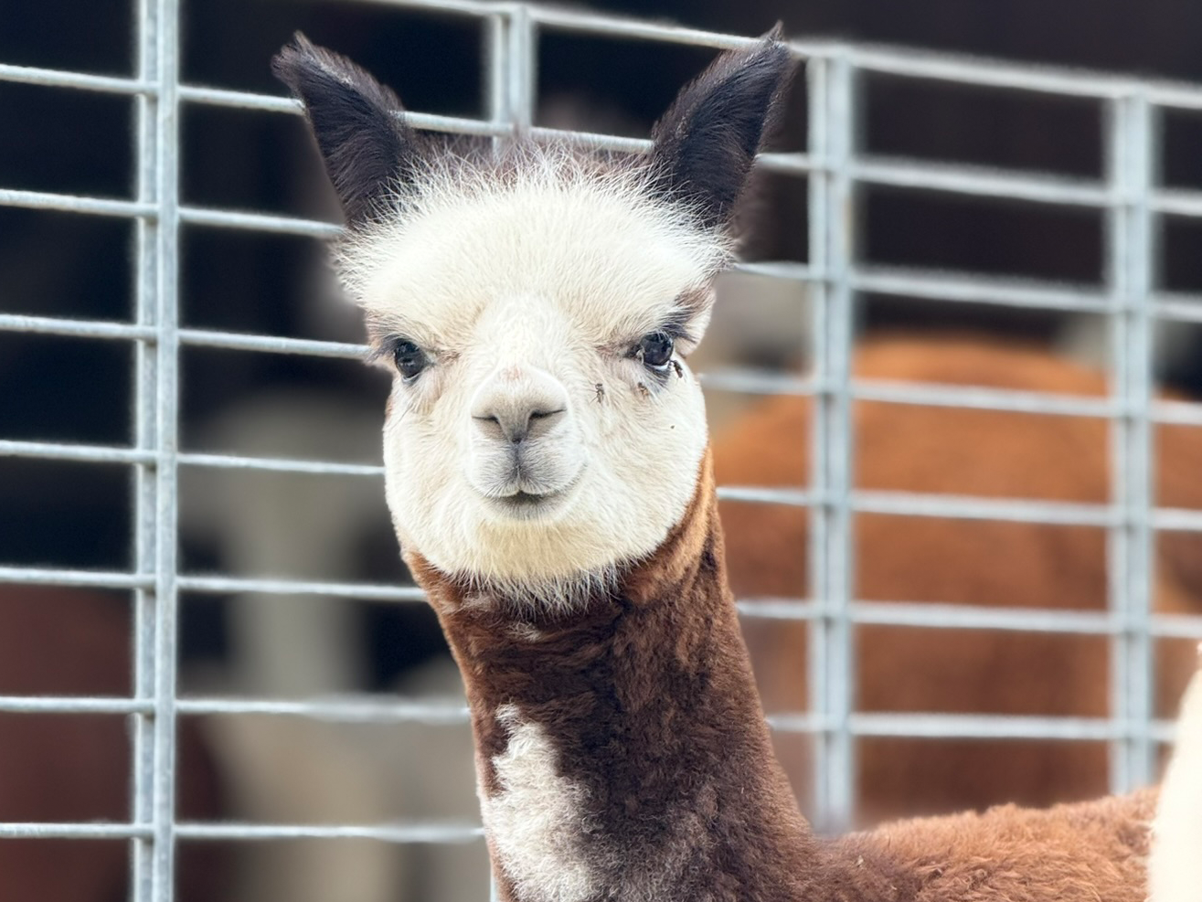 Alpaka Tierpate werden