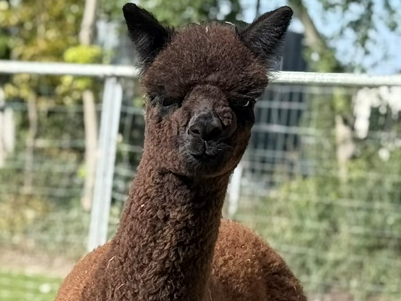 Tierpatenschaft verschenken