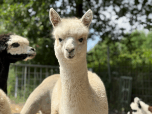 Alpaka Patenschaft verschenken