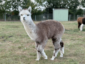 Alpaka Hengst Fohlen grau kaufen