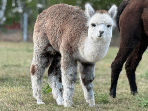 Alpaka Hengst Fohlenfohlen Junghengst grau kaufen