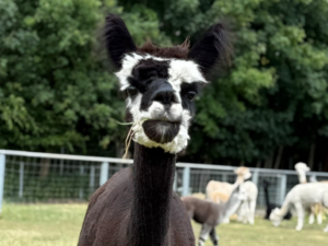 Alpakastute Multicolor Verkauf