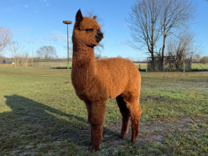 Alpaka kaufen