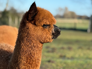 Alpaka Junghengst Fohlen braun Verkauf kaufen