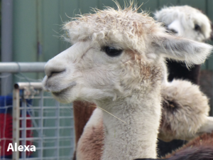 Alpaka Ennigerloh Alexa