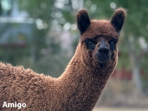 Alpakafohlen Amigo
