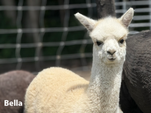 Alpakafarm Ennigerloh Bella