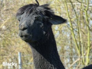 Tegelfeld Alpaka Ennigerloh Blacky