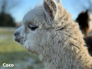 Alpakafohlen Coco