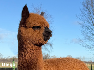 Alpaka Diego