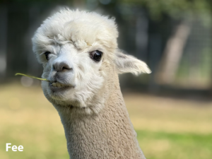 Alpakastute Fee