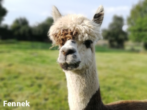 Alpaka Zuchthengst Multicolor Rosegrey Fennek