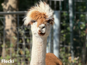 Alpaka Ennigerloh Flecki