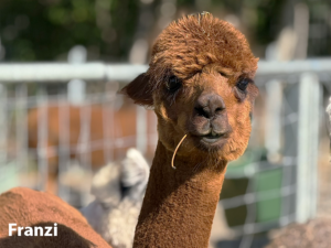 Alpaka Zucht Franzi
