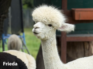 Alpaka Herde Frieda