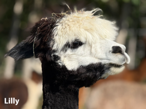 Alpaka Wanderung mit Lilly