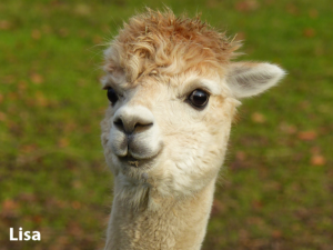 Alpakastute Lisa