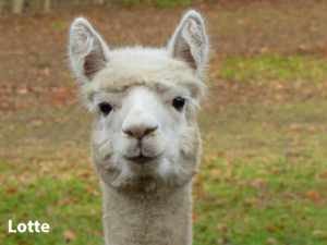 Alpaka Lotte