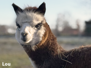 Alpakafohlen Lou