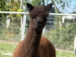 Alpakafohlen Lucky