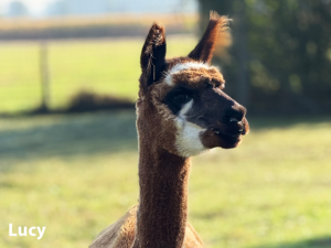 Alpaka Lucy