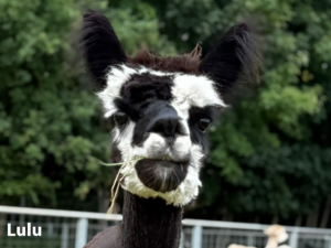 Alpaka kaufen Lulu