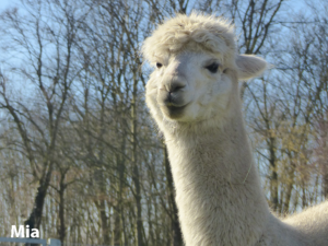 Alpaka Verkauf Stute Nore