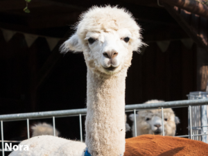 Alpakawanderung Ennigerloh Nora