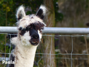 Alpakas in der Nähe Paula