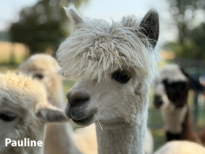 Alpakafarm Pauline