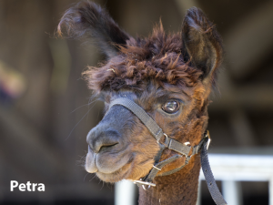 Alpaka Stute Enniger Petra