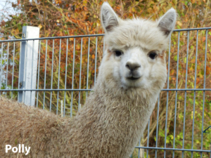 Alpakafohlen Polly