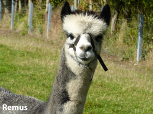 Alpakazucht Rmus Deckhengst