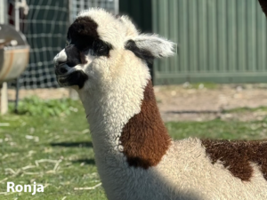 Bunte Alpakas Ronja