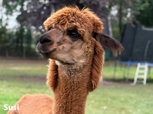 Alpakastute Susi