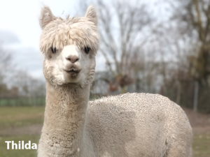 Alpakafarm Enniger Thilda