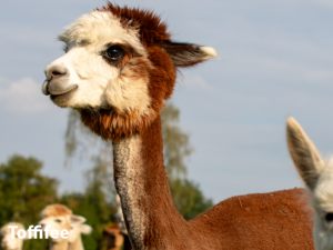 Alpakafarm Ennigerloh Toffifee