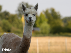 Alpakas im Münsterland Trixie