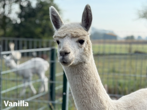 Alpaka Warendorf Vanilla