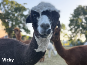 Alpakas Enigerloh Vicky