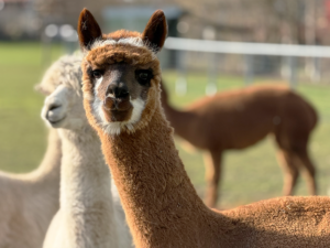 Alpaka kaufen hellbraun Stute