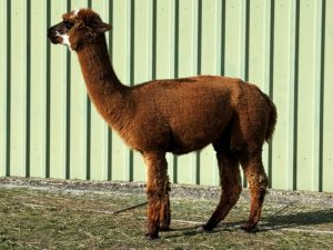 Alpakastute Verkauf