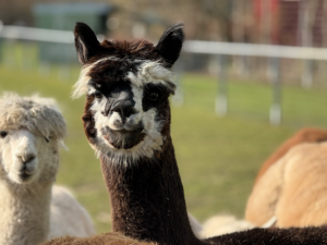 Alpaka Stute zweifarbig