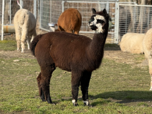 Alpaka Stute dunkelbraun