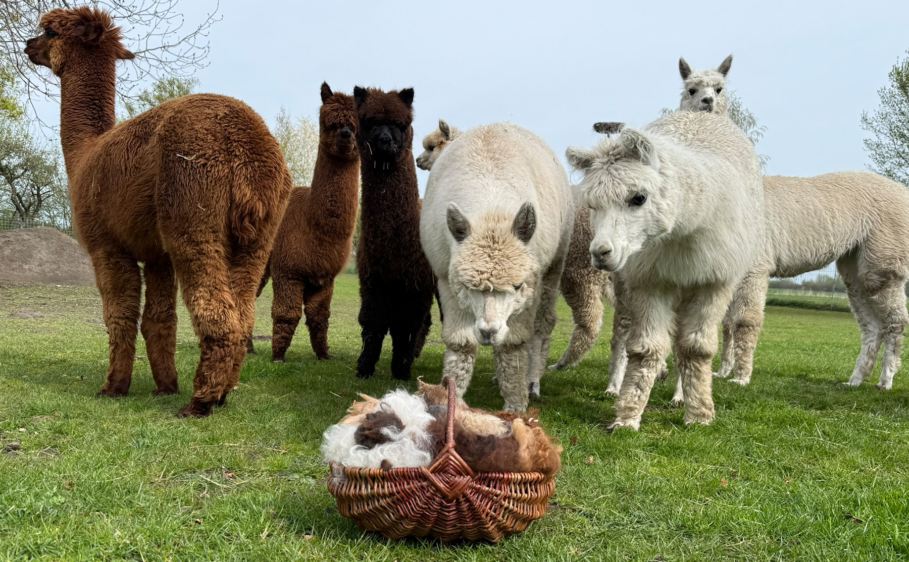 Alpakawolle für Nestbau Nisthilfe kaufen